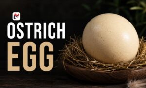 The Ultimate Guide to the Nutritional Power of a Whole Ostrich Egg