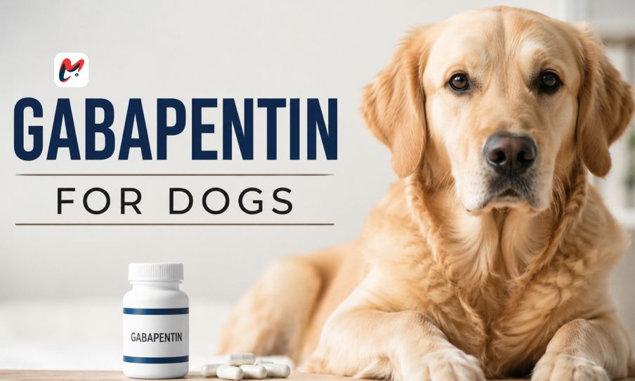 Gabapentin for Dogs Essential Uses, Benefits, Safety, and Dosage Every Pet Owner Should Know